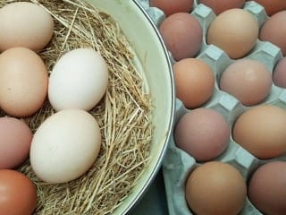 卵は採卵日から１週間から10日ぐらいが食べごろです